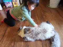 -喵zoo家庭繁育猫舍(尖东智能花园店)