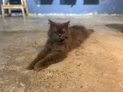 -more than meow吴止猫主题餐厅(承德 中船汇店)