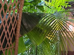 -大头椰·椰子鸡火锅(南宁万象城店)