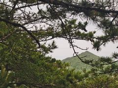 -内乡宝天曼生态旅游区