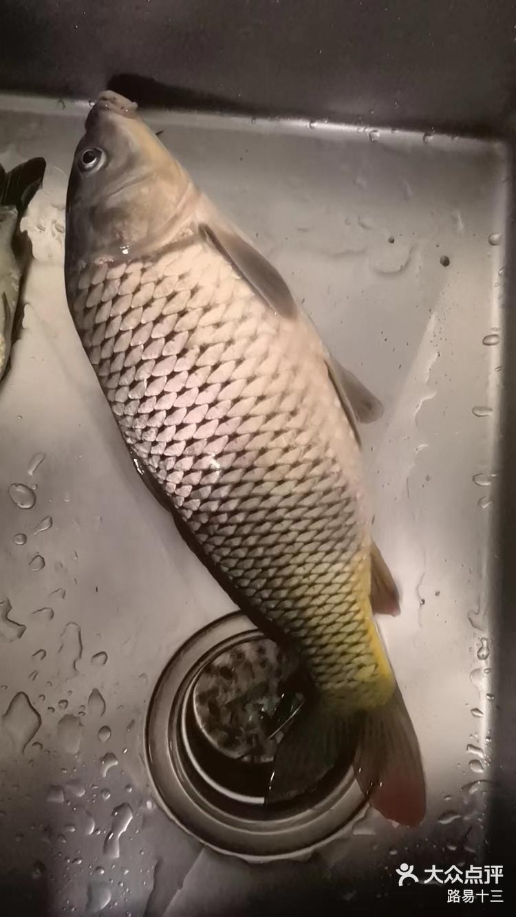 夜钓一条大鲤鱼可以爆炒鱼籽啦