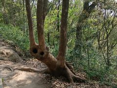 -上海佘山国家森林公园天马山园