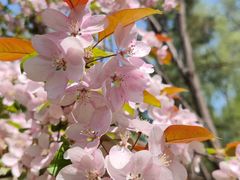 -长白岛森林公园