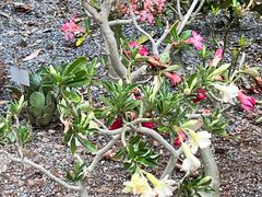 -中国科学院西双版纳热带植物园