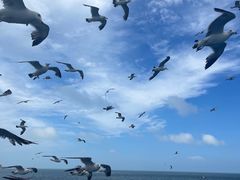 -海驴岛(荣成市)