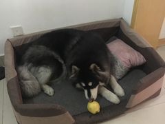 -瑞派宠物医院(锦江店)