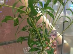 -THE WOODS 简餐 (国贸商城店)