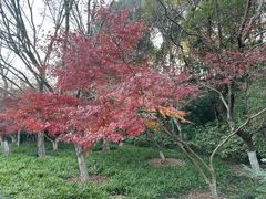 -西湖风景区-江洋畈生态公园