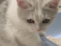 -babydoll猫舍·米努特·德文·缅因(久光中心店)