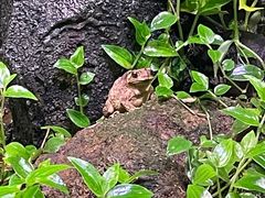-正佳雨林生态植物园