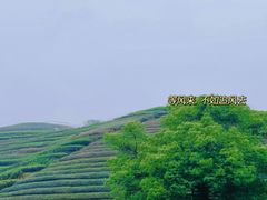 -听风阁农家私房菜茶楼(龙坞店)