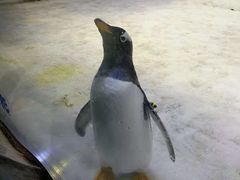 -芜湖新华联大白鲸海洋公园