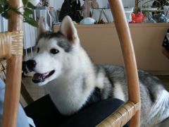 -Husky Go! 哈士奇体验馆·宠物咖啡厅狗咖