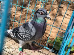 -荣德灶台鱼(圣泉寺店)