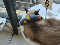 -怪兽屋·羊驼·猫咖·狗咖(俊华广场店)