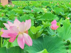 -荷塘月色湿地公园·向阳花洲