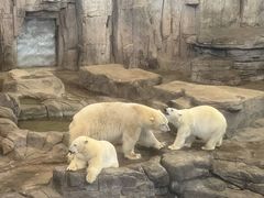 -西安曲江海洋极地公园