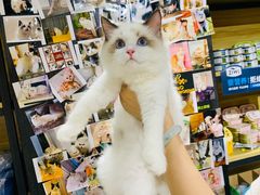 -欣宠猫屋·矮脚拿破仑·蓝金金渐层