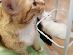 -MOYOYO猫咪咖啡店