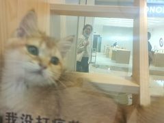 -爪爪喵星球·猫舍(前海卓越店)