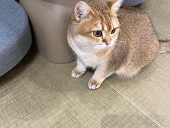 -逗柴咖啡屋·狗咖猫咖宠物桌游