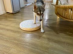 -Husky Go! 哈士奇体验馆·宠物咖啡厅狗咖
