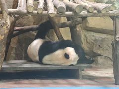 -成都动物园