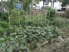 -大莲湖农家乐(青西郊野公园店)