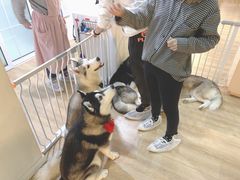 -Husky Go! 哈士奇体验馆·宠物咖啡厅狗咖