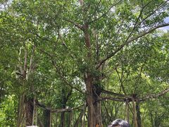 -中国科学院西双版纳热带植物园