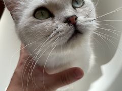 -猫的茶·猫咖
