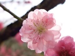 -南国桃园旅游度假区