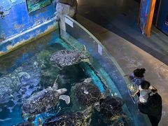 -烟台海昌鲸鲨海洋公园