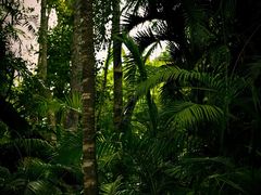 -热带雨林自然公园