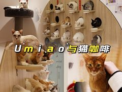 -Umiao与猫咖啡 猫咖
