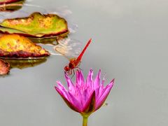 -莲花池公园