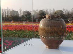 -荷兰花海