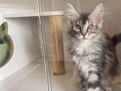 -Bastet sally猫舍购宠(静安店)