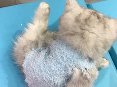 -喵zoo家庭繁育猫舍(尖东智能花园店)