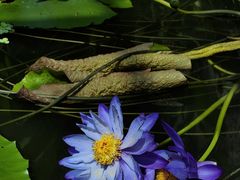 -国家植物园南园