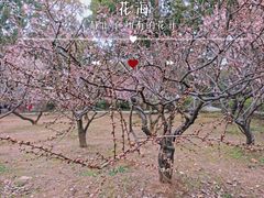 -无锡梅园公园