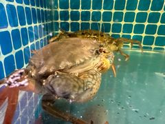 -肥福排档(星光店)