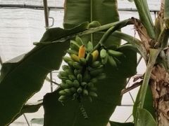-上海鲜花港