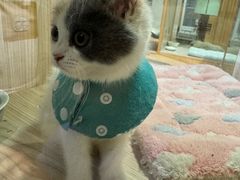 -屋虎猫馆(宝安大仟里店)