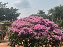 -深圳仙湖植物园