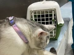 -中农国际动物医院24小时·猫科·骨科·急重症中心