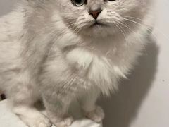 -宠颐生宠物医院·心肾内科·猫专科诊疗中心宠巢店