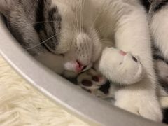 -创凡宠物医院·骨专科  猫科中心(西乡分院)
