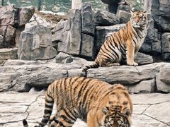 -栾川竹海野生动物园