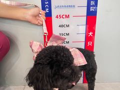-伟伟宠物医院·CT影像中心·瑞派犬猫综合性门诊(汉口总院)